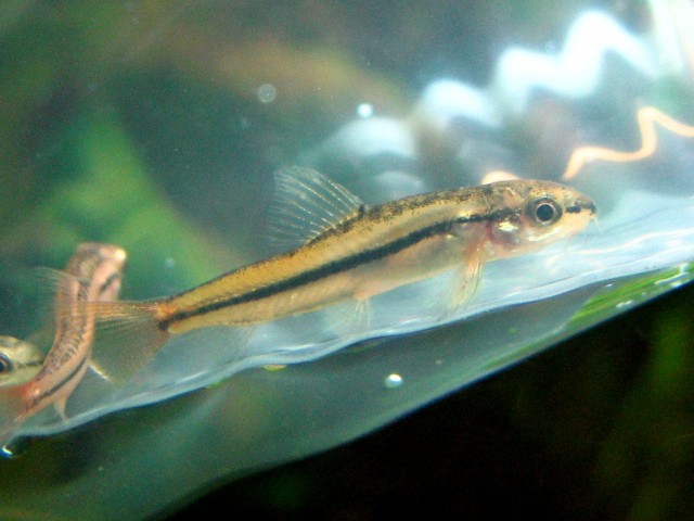 Unidentified Juvenile Loach