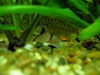 Corydoras Fry