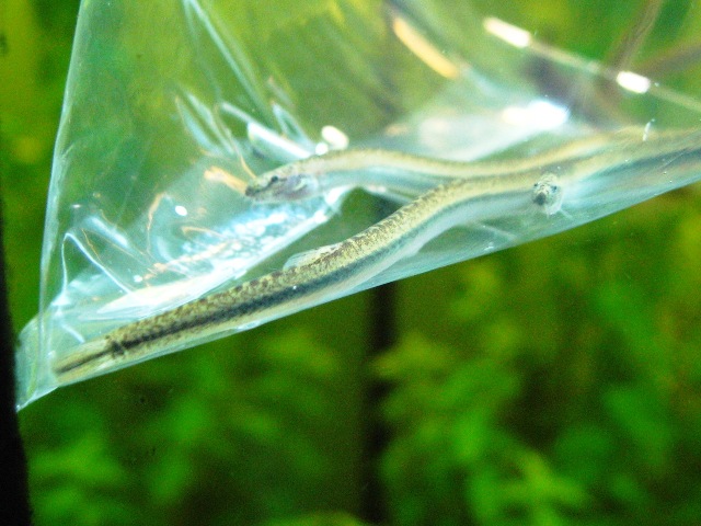 Pangio anguillaris(?)