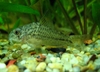 Corydoras sp C129