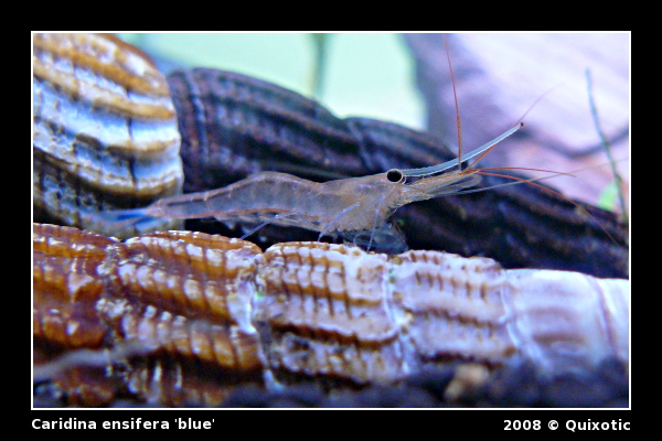 Caridina ensifera 'blue'