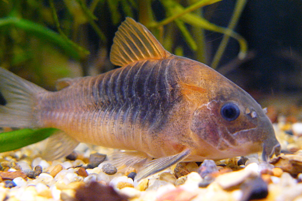 Corydoras venezuelanus