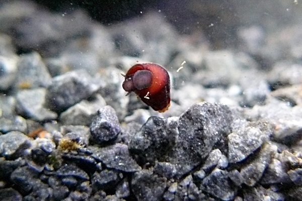 Baby Tylomelania