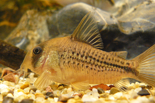 Corydoras sp. C003 (Dekeri)