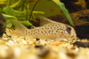 Corydoras sp.