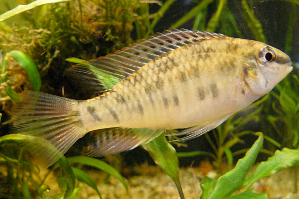 Dicrossus sp. "Rio Negro"