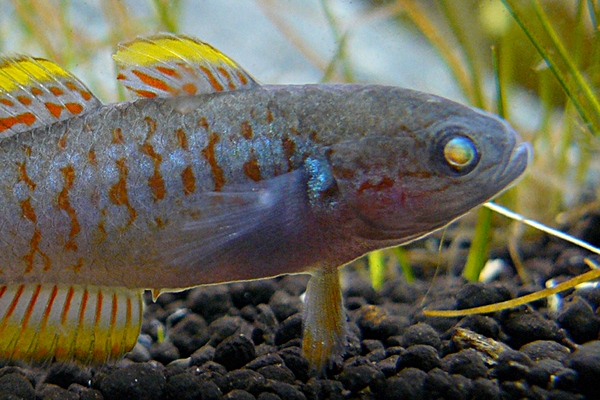 Tateurndina ocellicauda