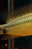 Apistogramma eremnopyge