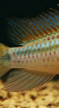 Apistogramma eremnopyge