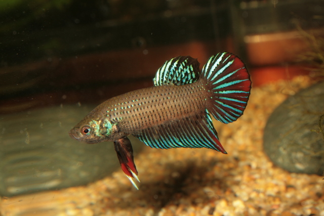 Betta Imbellis