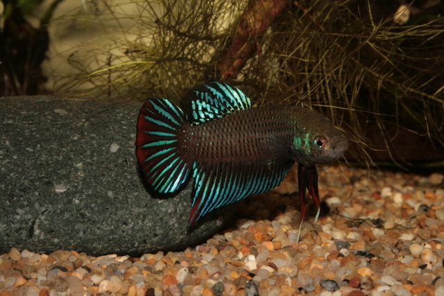 Betta Imbellis