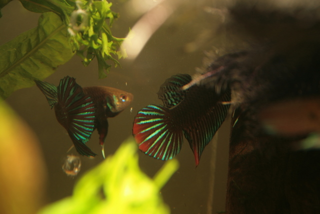 Betta Imbellis Sparing