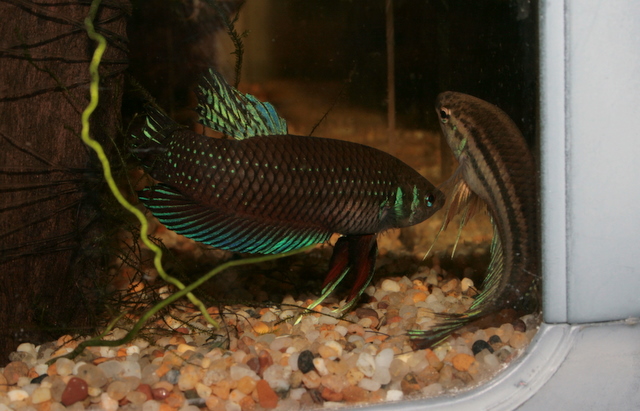 Betta Imbellis