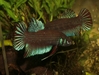 Betta Imbellis