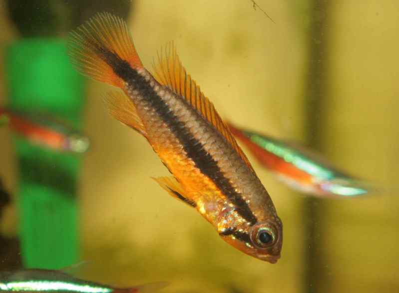 Apistogramma Agassizi Female