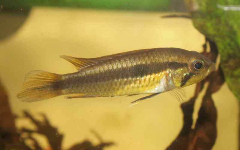 Apistogramma Agassizi Female