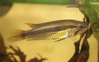 Apistogramma Agassizi Female