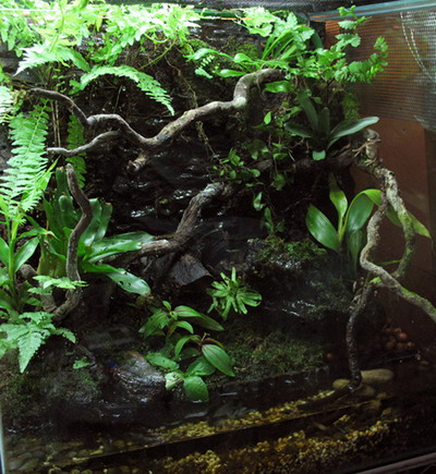 Davwong's Vivariums