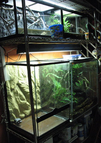 Davwong's Vivariums