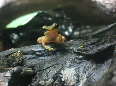 davwong frog