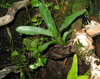 4-lined tree frog