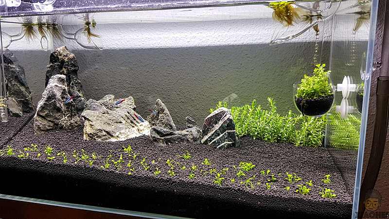 New Scape