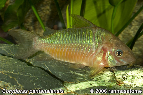 Corydoras pantanalensis