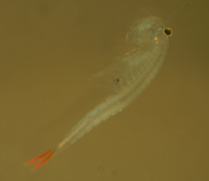 FairyShrimp2