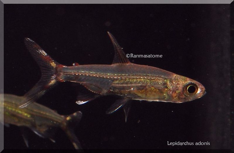 LepidarchusAdonis