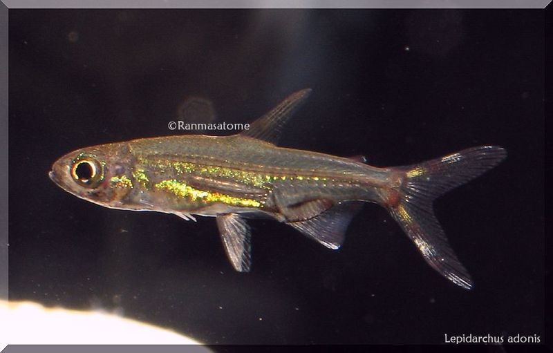 LepidarchusAdonis2
