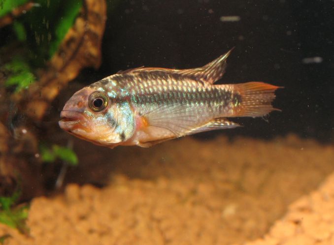 Apistogramma sp. 'Jura II'