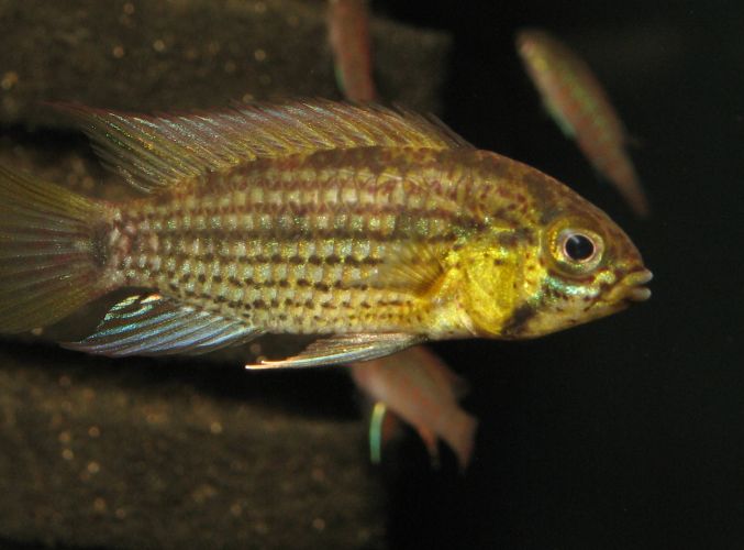 Apistogramma tucurui