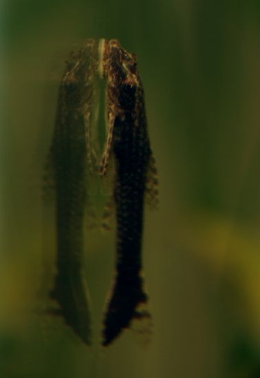 Pseudotocinclus