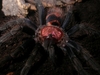 TarantulaFasciatum