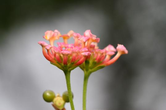 Ubin_flower01