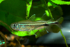 Unidentified Tetra