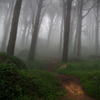 A Trail In The Forest By Mnogueir