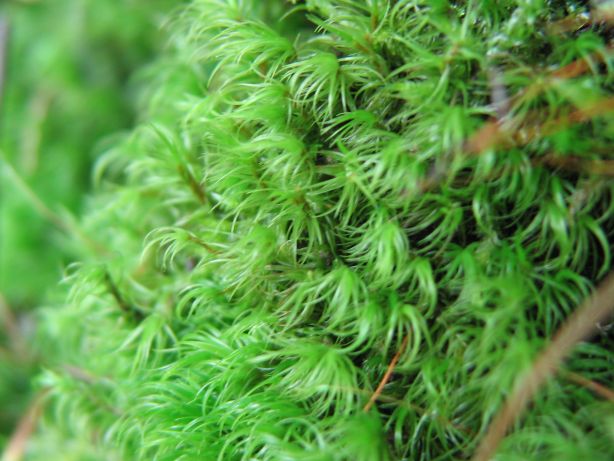 moss4