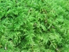 moss6