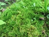 moss7