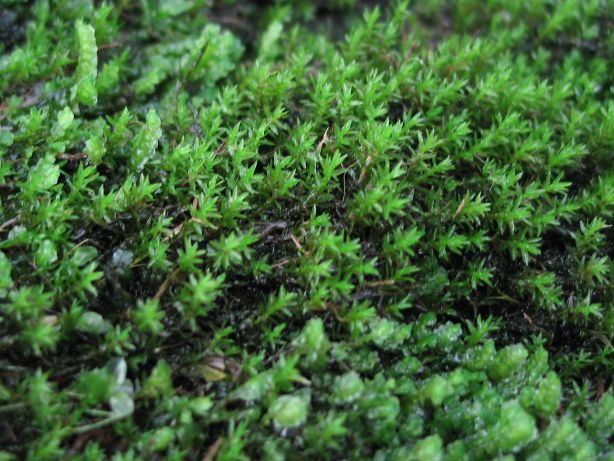 moss8