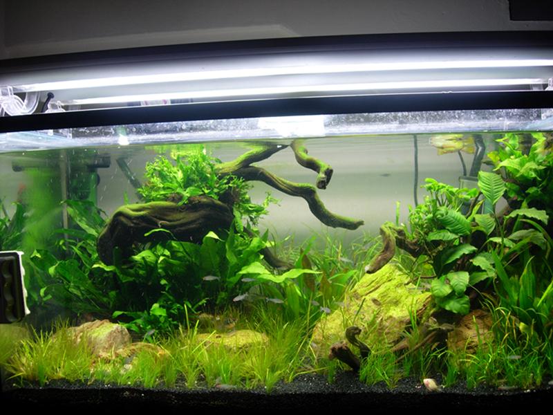 3ft tank