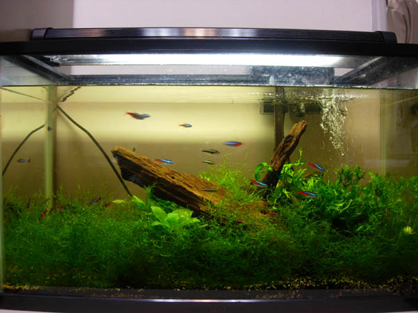 2Ft office tank