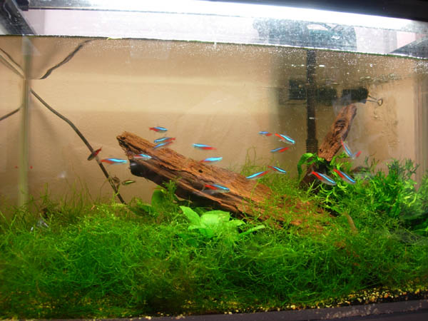 2Ft office tank