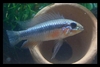 Apistogramma elizabethae