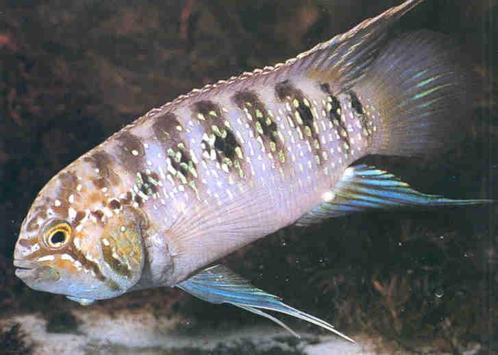 Nannacara Adoketa
