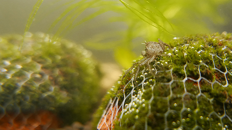 Limnopilos Naiyanetri (Thai Micro Crab)