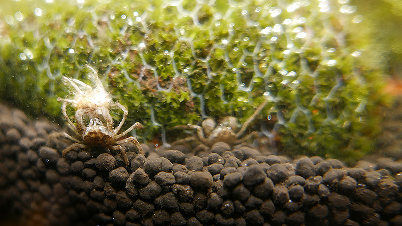 Limnopilos Naiyanetri (Thai Micro Crab)