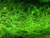 Japanese hairgrass