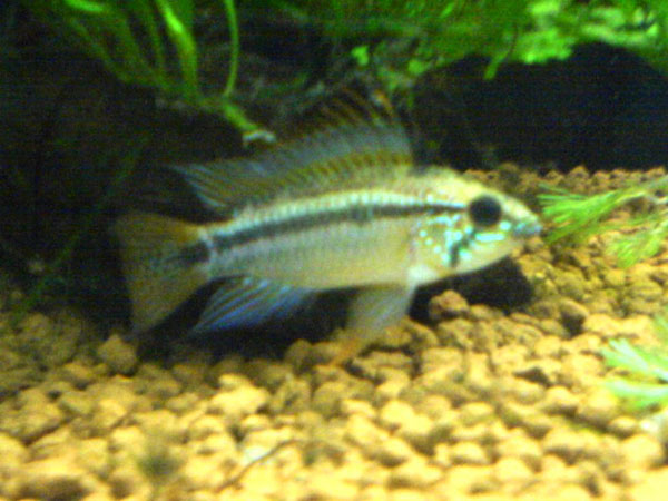 Apistogramma bitaeniata "Maranon"